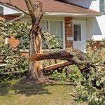 Tree storm damage services