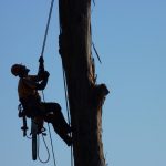 Tree service climber