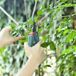 Tree pruning service
